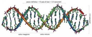 doppia elica dna