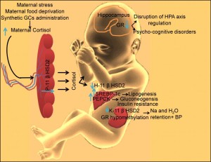 fetal programming 2